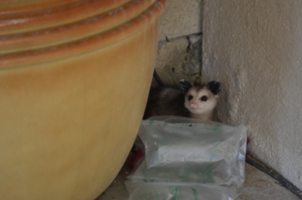 dsc_0666_possum_051113.jpg