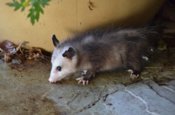 dsc_0681_possum_051113.jpg