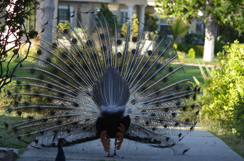 dsc_1067_MrPeacock_052813.jpg