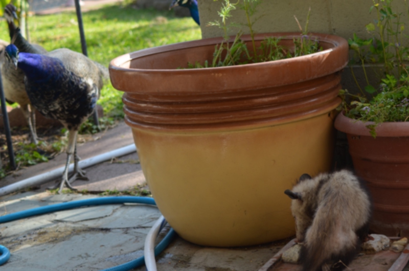 dsc_1332_possum_042214.jpg