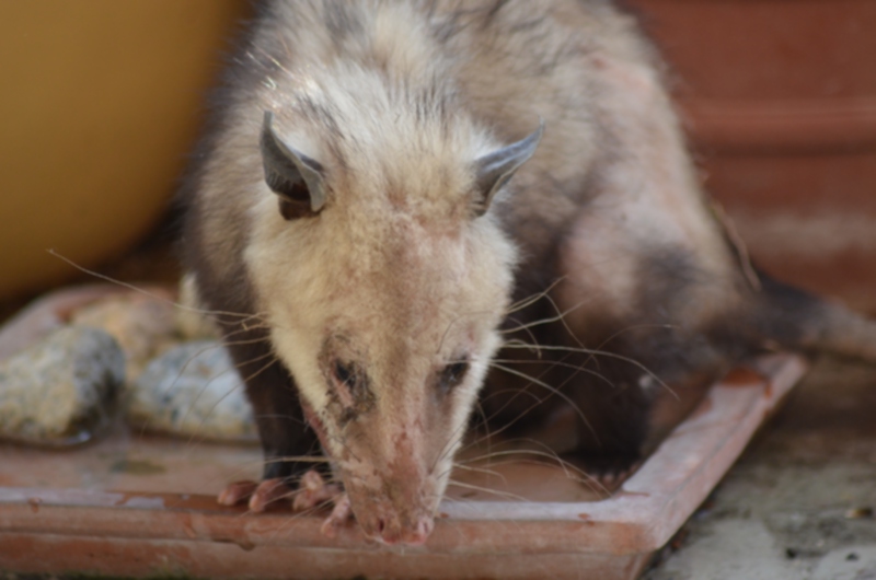 dsc_1347_possum_042214.jpg