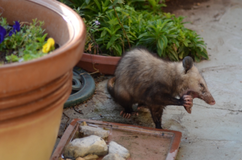 dsc_1455_possum_042214.jpg