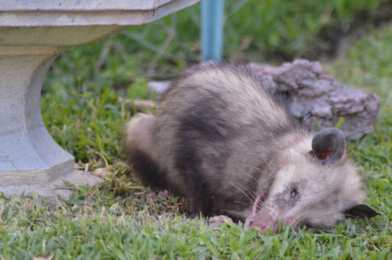 dsc_1489_possum_042214.jpg