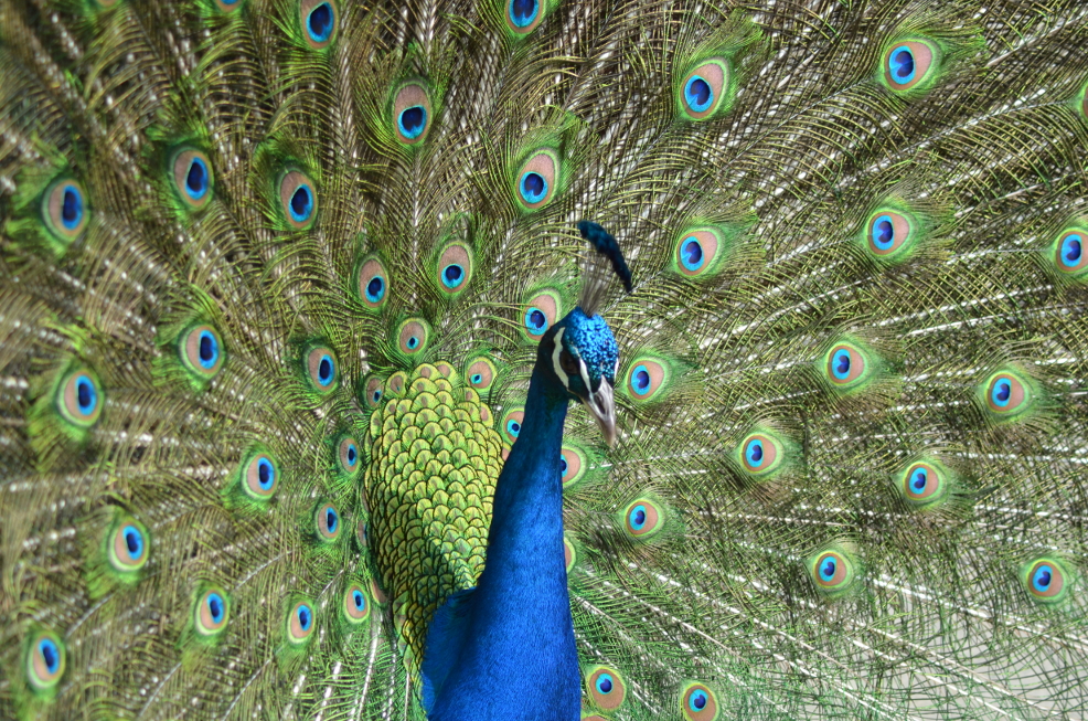 dsc_2101_MrPeacock_030112.jpg