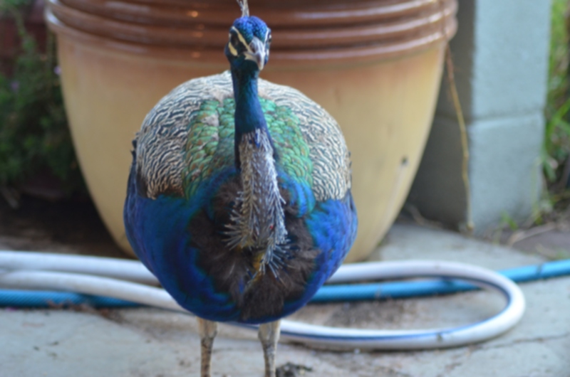 peacock_neck_10.jpg